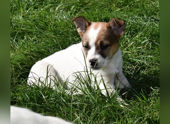 Hanni sucht Familienanschluss