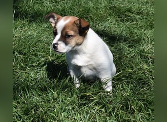 Hanni sucht Familienanschluss