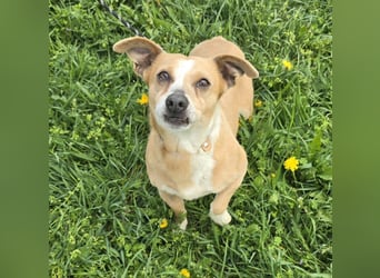 Petunia - sanfte Hundedame