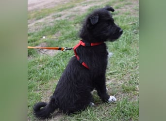 Dorie vom Welpenquartett