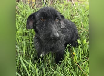 Noel sucht sein Glück