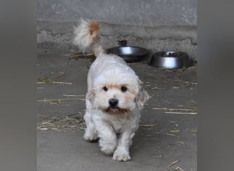 Whisky - Hahn im Korb