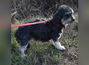 Baileys einfach nur liebenswert