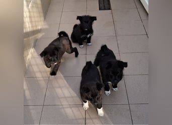 Dorie vom Welpenquartett