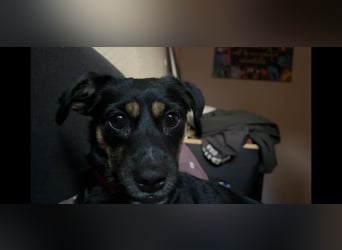 Ophelia sucht ein neues Zuhause! (Aufenthalt in Schleswig Holstein)