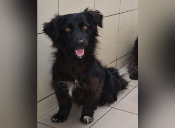 Katya fröhliche Hundedame