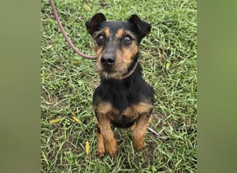 Reggie - Strolch von der Straße