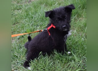 Dorie vom Welpenquartett