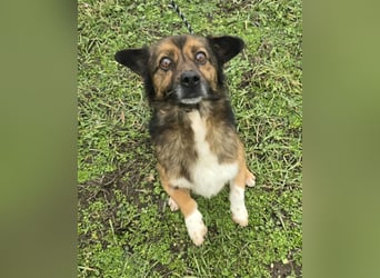 Marcello - Traumhund sucht Zuhause