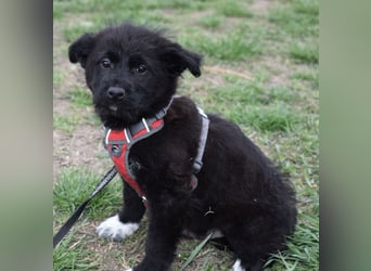 Donut vom Welpen Quartett