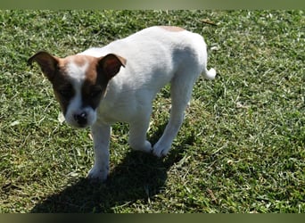 Hanni sucht Familienanschluss