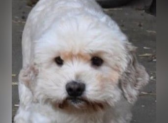 Whisky - Hahn im Korb