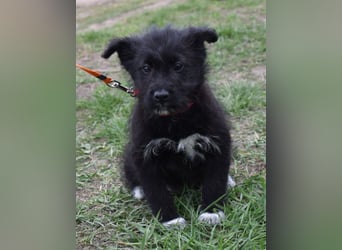 Dorie vom Welpenquartett