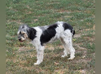 Ruby kleine Frohnatur