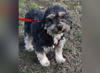 Baileys einfach nur liebenswert