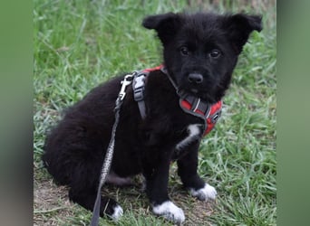 Donut vom Welpen Quartett