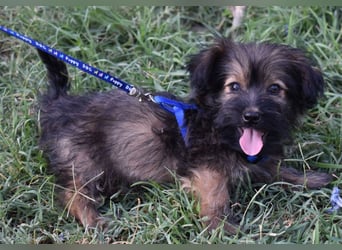 Flynn sucht liebevolles Zuhause