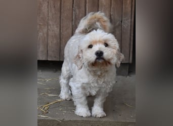 Whisky - Hahn im Korb