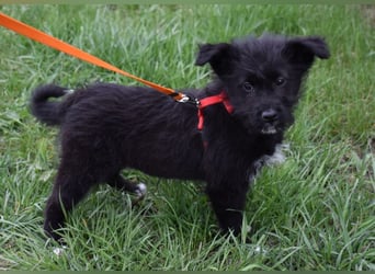 Dorie vom Welpenquartett