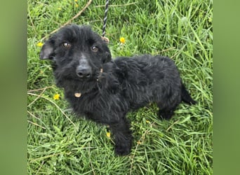 Noel sucht sein Glück