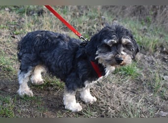 Baileys einfach nur liebenswert