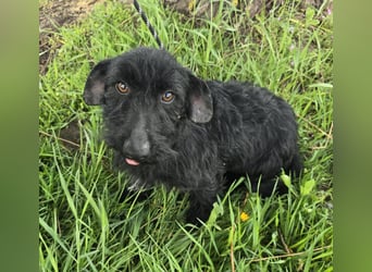 Noel sucht sein Glück