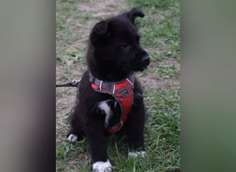 Donut vom Welpen Quartett