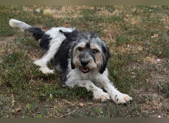 Ruby kleine Frohnatur
