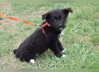 Dorie vom Welpenquartett