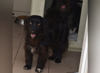 Katya fröhliche Hundedame