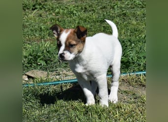 Hanni sucht Familienanschluss