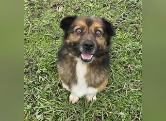 Marcello - Traumhund sucht Zuhause