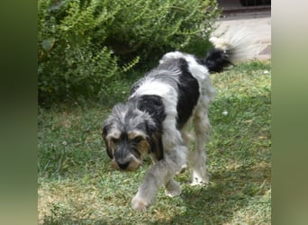 Ruby kleine Frohnatur