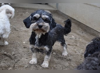 Baileys einfach nur liebenswert