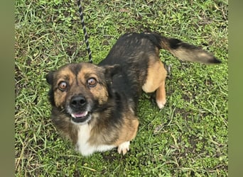 Marcello - Traumhund sucht Zuhause