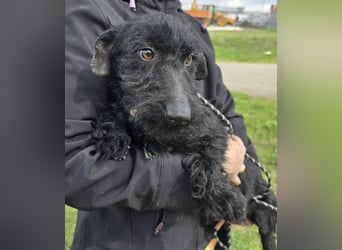 Noel sucht sein Glück