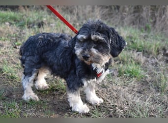 Baileys einfach nur liebenswert