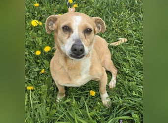 Petunia - sanfte Hundedame