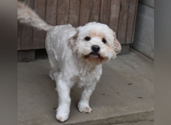 Whisky - Hahn im Korb