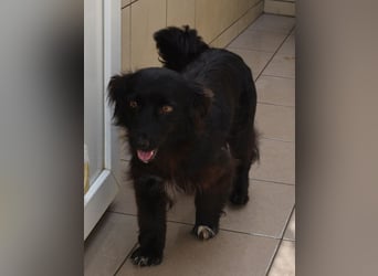Katya fröhliche Hundedame