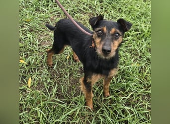 Reggie - Strolch von der Straße