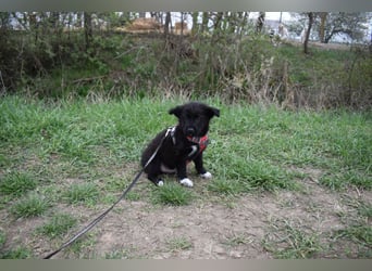 Donut vom Welpen Quartett