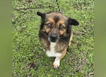 Marcello - Traumhund sucht Zuhause