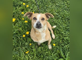 Petunia - sanfte Hundedame