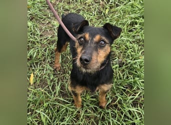 Reggie - Strolch von der Straße