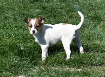 Hanni sucht Familienanschluss