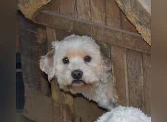 Whisky - Hahn im Korb