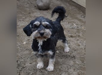 Baileys einfach nur liebenswert