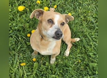 Petunia - sanfte Hundedame