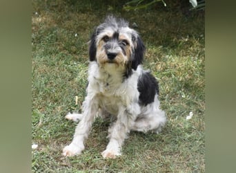 Ruby kleine Frohnatur